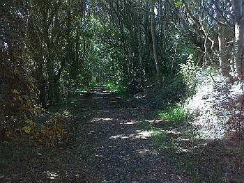 NSW - Coorabell - Old Mango Ln alignment looking S (8 Apr 2012)